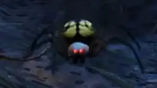 IT FREED ITSELF
