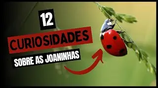 12 Curiosidades sobre as JOANINHAS