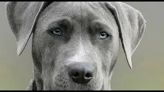 Vet reveals top dog breeds for your furry companion