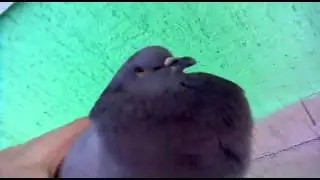 четенько сдох