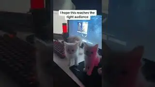 Bro did NOT meow 😭 #funny #catstagram #cat #catlover #catvideos #animal #funnyanimals #catlaughs #ca