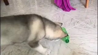 Adorable husky puppy doesn't trust the water bottle
