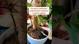 #сингониум #пересадкарастений #уходзарастениями #комнатныецветы #домашниерастения #ароидные #цветы