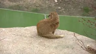 ANIMAL Yellow Mongoose