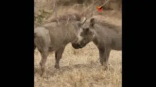 Sibling rivalry, warthog edition! 🐗🤣 'Come on, get up! Let's wrestle!' #wildlife #safari  #animals