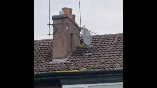 Seagull chicks on the roof top. #shorts