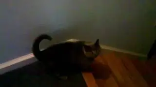 Fat Cat Jumps Fence