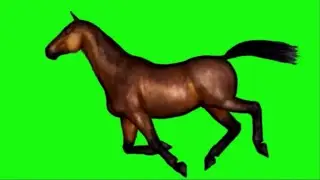 Horse Galloping HD green screen with sound