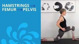 Hamstrings -  Femur - Pelvis
