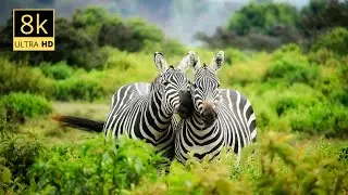 Ultimate Wild Animals Collection in 8K ULTRA HD / 8K TV
