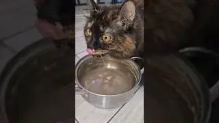 Не успела налить котам бульон, коша как всегда😁