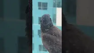 Our Wild Visitor
