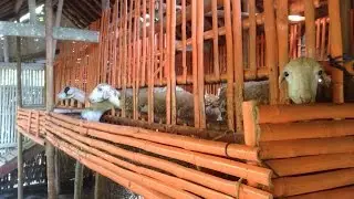 Ternak Kambing Gibas : Si Gimbal Penyelamat Ekonomi Desa Rowokangkung, Lumajang