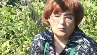 Transplant peonies. How to plant peonies.│Bashinkom