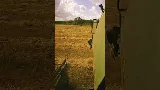 урожай 2024.нива