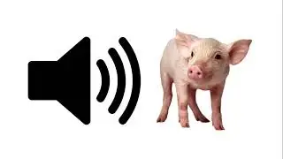 Baby Pig - Sound Effect | ProSounds