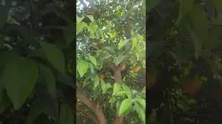 как растут апельсины на острове Чеджу?