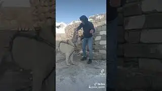 Қазақтың итті осындай байқаңдар казактарга тисендер жаман болад