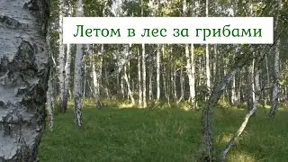 #Россия#лес #грибы#природа#русскийлес Летняя поездка в лес за грибами. Русский лес! Русская природа!