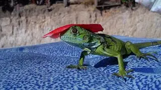 Terrario para iguana bebe ! - Como hacer un  terrario para mi iguanita !
