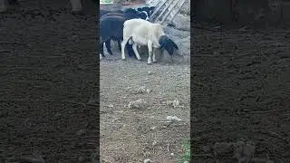Дорпер чистопородный, продажа
