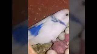 Babies of Parrots (Australian Parrot) Budgary #shorts #kashifstuff