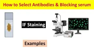 Immunofluorescence (IF) Staining: Choosing Primary Antibody, Secondary Antibody, and Blocking Serum