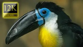 WORLD OF BIRDS 12K HDR 60fps Dolby Vision - Amazing Animal World