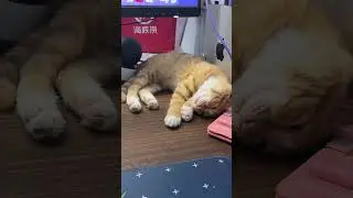 The orange cat sleep with half-opening eyes