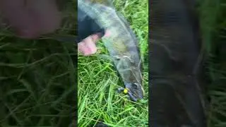 Судак на МАНДУЛУ. Рыбалка на джиг