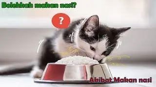 THIS IS HAPPENING IF THE CAT IS EATING RICE !!!