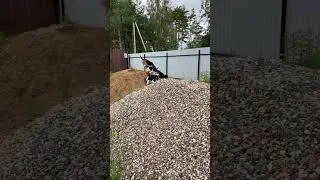 Эстонская гончая - щенки. Доступны для брони, писать на почту:  ivanushkina-02@mail.ru