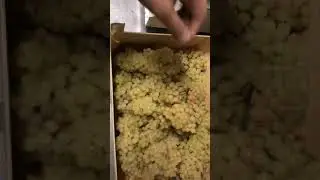 Виноград кишмиш белый