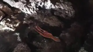 Červená chobotnička