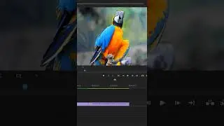 How To Increase The Size of The Timeline In Premiere pro?