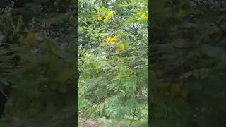 Gum arabic tree | Kikar Tree | Yellow Kikar Flowers
