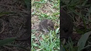 Маленька ШЕНШИЛА прямо по тротуарі міста скаче