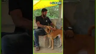 இவன் வேட்டைக்குன்னே பொறந்தவன் 🔥  | Kombai Dog | Pasumai vikatan