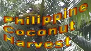 2000 Philippine Coconut Harvest