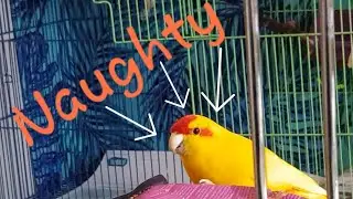 kakariki being naughty 🤨