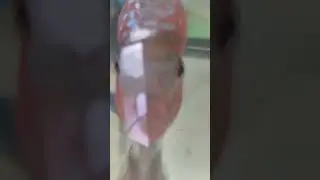 gigi ikan louhan camva