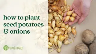 How to Plant Seed Potatoes & Onions