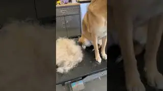 Spring shedding