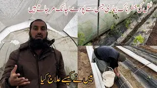Damping off plants in winter |Sardiyon me plant ki hifazat |How to protect plant from cold |IR FARM