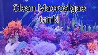 Clean Macroalgae tank