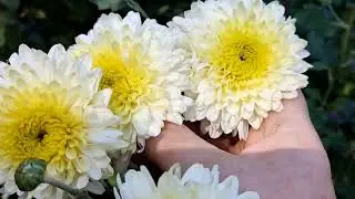 Хризантемы на 4 сентября