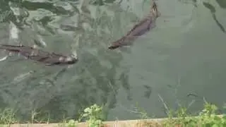 Выдры / Otters