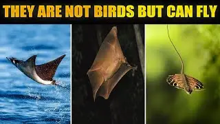 These Animals Can Fly But They Are Not Birds or Insects