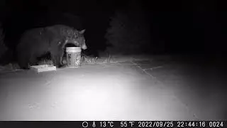 Bear and bucket