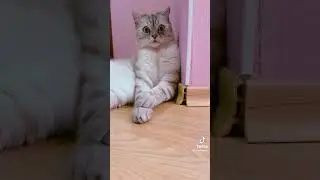 выражение моего кота